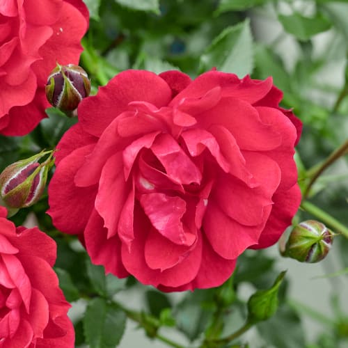 Frangipani Raspberry Royal Роза флорибунда Raspberry Royale®, C3 (5444): купувайте по поща в ...