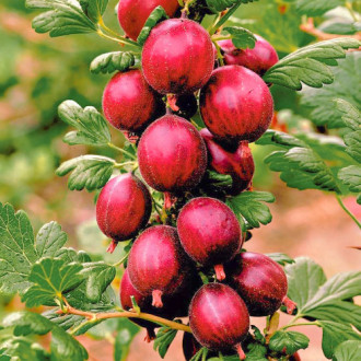 Цариградско грозде Czerwony Triumf изображение 5