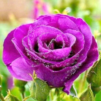 Роза чаен хибрид Purple mini изображение 6