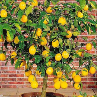 Лимон изображение 6