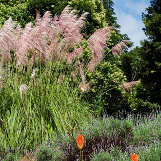 Пампаска трева Pink Feather изображение 1