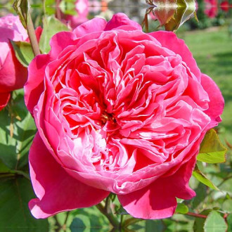 Роза чаен хибрид Accademia изображение 2