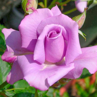 Роза чаен хибрид Blue  Violet изображение 6