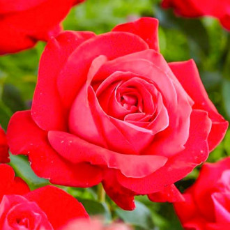 Роза чаен хибрид Dame de Coeur изображение 2