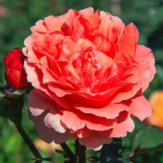 Роза чаен хибрид Etrusca изображение 5