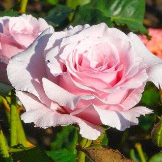 Роза чаен хибрид Light Pink изображение 2