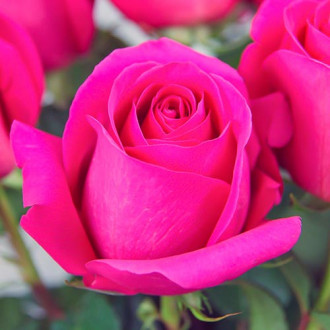 Роза чаен хибрид Pink изображение 6