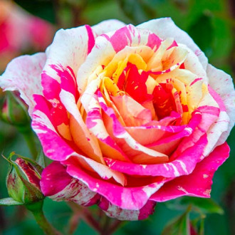 Роза чаен хибрид Rosita Missoni изображение 6