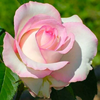 Роза чаен хибрид White Pin изображение 3