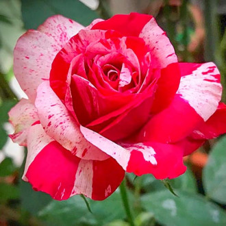 Роза чаен хибрид White Red изображение 2