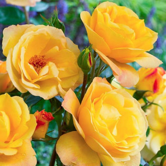 Роза флорибунда Arthur Bell изображение 6