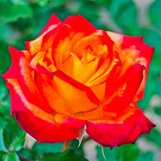 Роза флорибунда Mein Munchen изображение 6