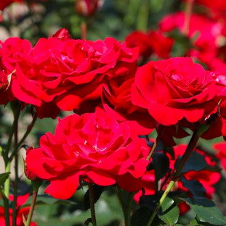 Роза флорибунда Nina изображение 1