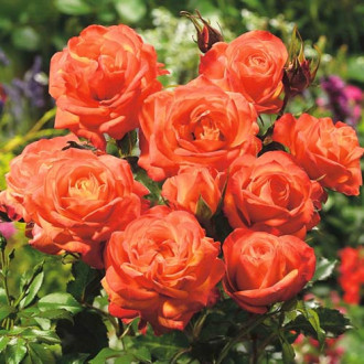 Роза флорибунда Orange изображение 2