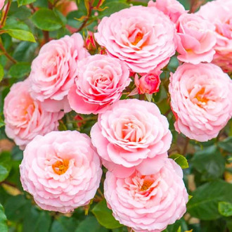 Роза флорибунда Pink изображение 3