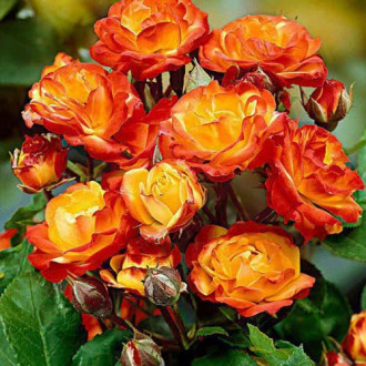 Роза флорибунда Rumba изображение 6