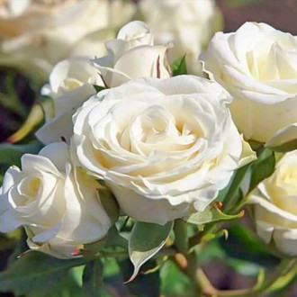 Роза флорибунда Schneewittchen изображение 4
