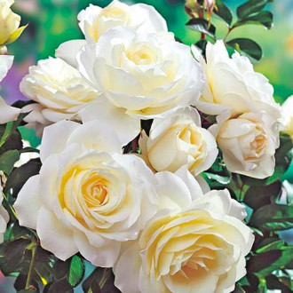 Роза флорибунда White изображение 5