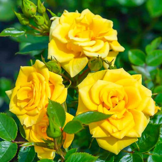 Роза Flower Power Gold изображение 1