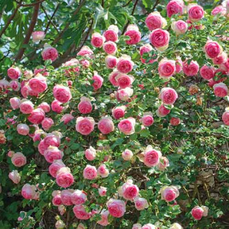 Роза катерлива Eden Rose изображение 6