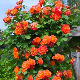 Роза катерлива Herbaciana изображение 3