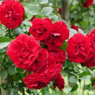 Роза Raspberry Royale изображение 3