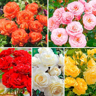 Супер предложения! Комплект букетни рози Магия от цветове, 5 разсада изображение 3