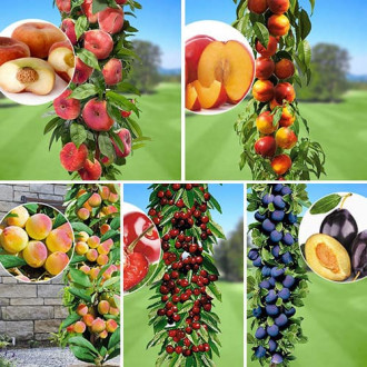 Супер предложения! Комплект летни плодове, 5 дървета изображение 6
