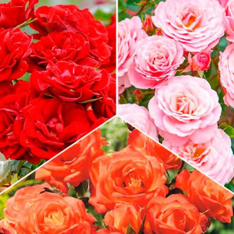 Супер предложения! Комплект от букет рози Tricolor, 3 разсада изображение 5
