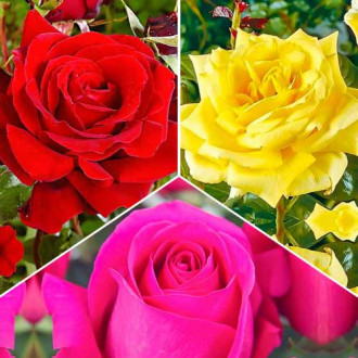 Супер предложения! Комплект от едроцветни рози Tricolor, 3 разсада изображение 6