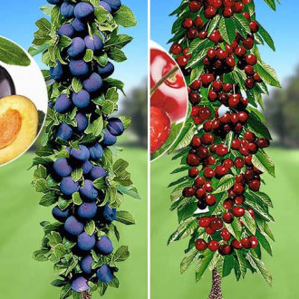 Супер предложения! Комплект за плодов сок, 2 дървета изображение 2