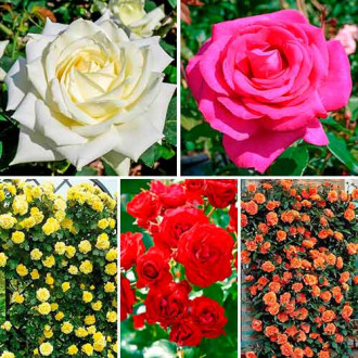 Супер предложение! Комплект от рози Flower symphony, комплект от 5 разсада изображение 4