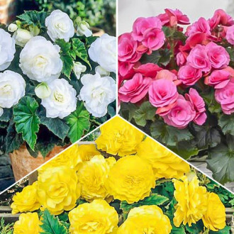 Бегония - купувайте посадъчен материал в София, България с доставка по ...