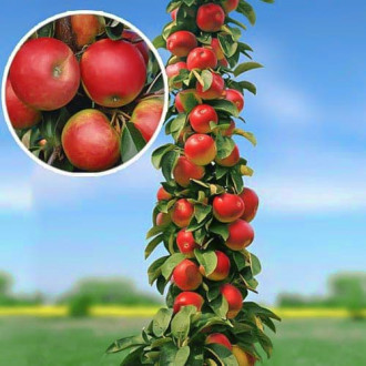 Ябълка колона Arbat изображение 5