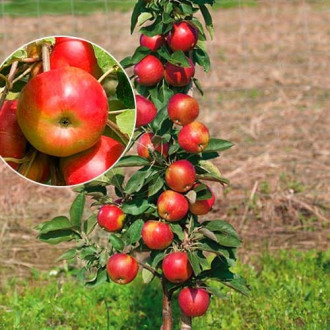 Ябълка колона Vesna изображение 6